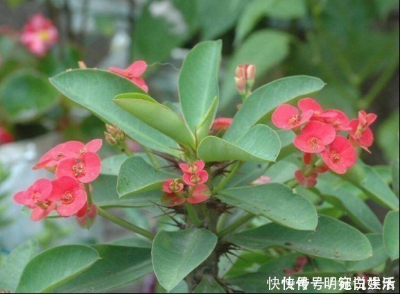 虎刺梅|越来越多人养花不养绿萝了,如今都流行这种花,好看又旺财!