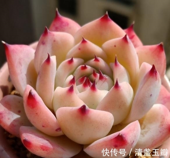 养多肉就像修炼一样，即便是普通的水蜜桃，也能绽放光彩