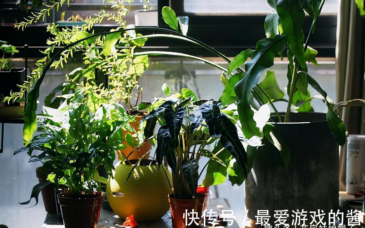 观赏价值|进入秋冬季，客厅就养这10种花，大气又美观，越看越喜欢