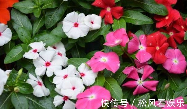 适应能力|长春花这样修剪,花越来越多,开成花球太惊艳,邻居红了眼