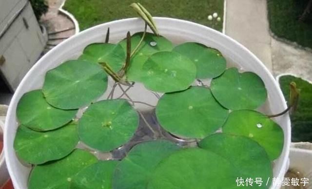 下雨天,这3种花别着急搬回家,喝点“雨水”长得快,越淋越壮实