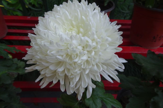 喜欢菊花,不如养盆“国华系列”国华草堂,白如脂玉,纤尘不染!