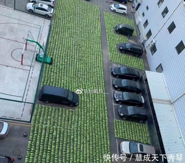 东北|当东北人开始囤菜,阵仗可以有多大南方人场面堪比部队站军姿