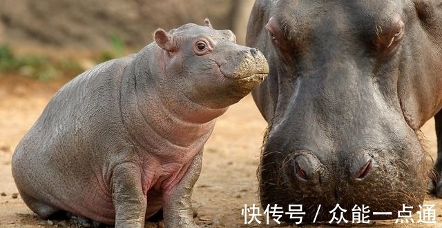 公孙龙@乱套了!犀牛原来是马不是牛,河马原来是牛不是马?