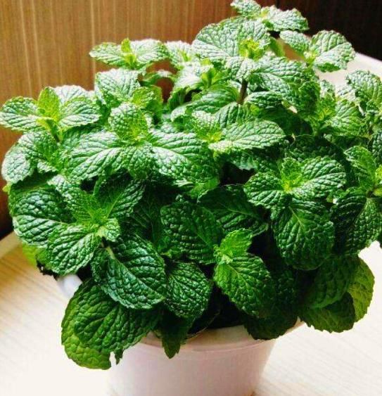 家里养“2种香草”，不仅清新空气又防蚊，还安全可食，太好了