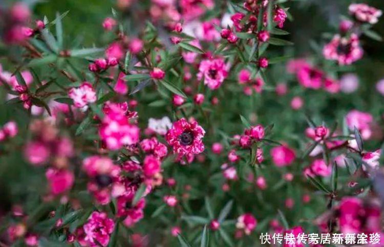 植物|家养这些植物，阳台开出花海，一年四季可开花