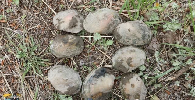 观赏鱼玩家|鱼塘里抓的河蚌可以放进鱼缸3大风险你要自己来承担