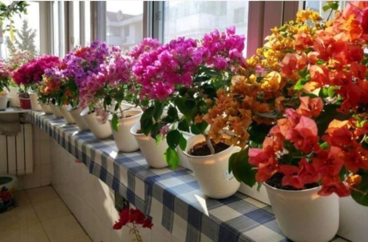 观赏价值|此4种花，四季开花不断，不仅花好看，名字也好听，人见人爱