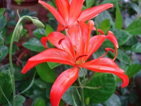 33种花，33首歌，太美了！