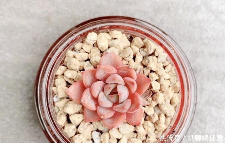 白粉|多肉“长不高”,盆里加点“白粉末”,1个月后,不长也得长!