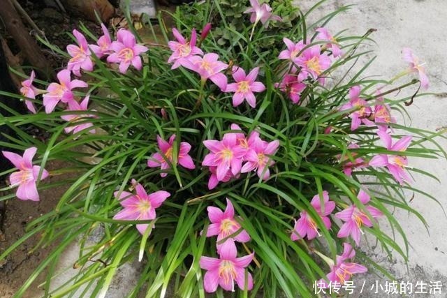 矾根矾根|5种花扔外头,越下雨开得越好,超漂亮!5种花扔外头,越下雨开得越好,超漂亮!