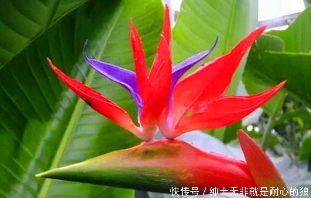 花市买年宵花要多看多问,不然可能买到假花,还会买到假颜色