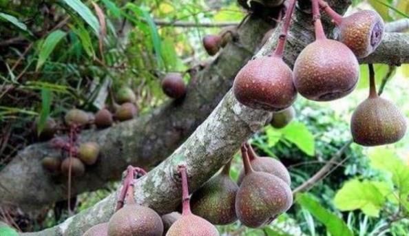 风湿|农村几种植物太强大,治风湿,腰腿痛,铁打损伤,你都见过吗