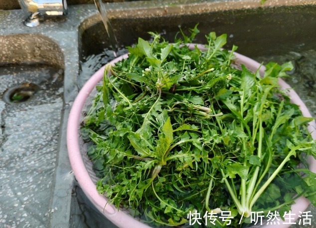 鱼腥草|66种野菜大图片，带你见识不同的野菜和吃法，你想要的野菜这里有