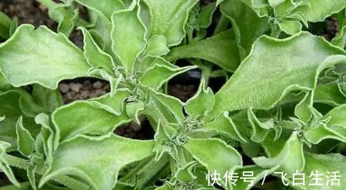 常吃|女性不想早衰,要常吃的食物,预防皮肤干裂,排毒养颜,越吃越好