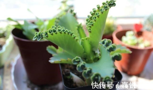 植物|想要短时间养出“爆盆花”，这几个品种最合适，一株就能呼呼长！