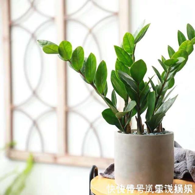 3种“懒人花”,最怕”水大“,”旱“字记心头,盆盆枝繁叶茂!