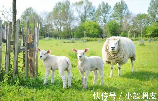 偏财运|“天上凤凰，地上金羊”，揭秘79年“大金羊”，晚年让老天羡慕！