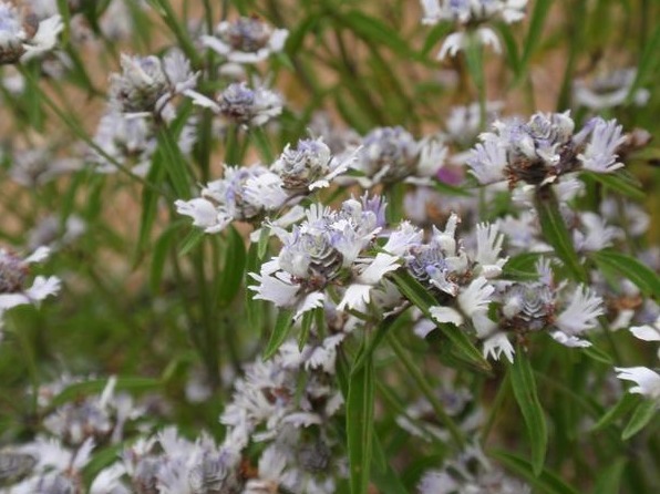 野外遇到这种植物不要放过，因为植物的根部能结出钻石