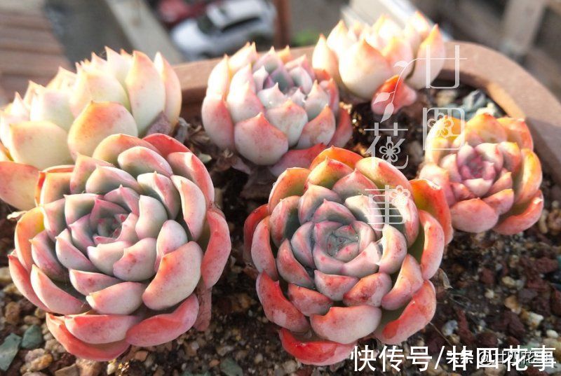 上色美成仙|7月8月徒长变青菜的多肉，9月做好四件事，10月上色美成仙