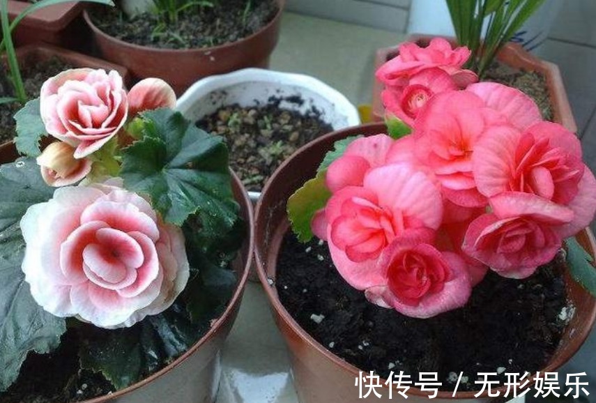 4种花“随手”掐根枝,插土里就活,7天生根,立夏花开爆满盆!