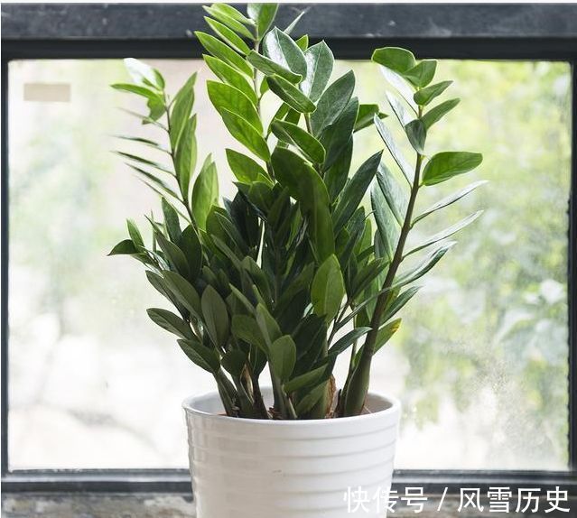 长寿花|越不浇水越能养爆盆,懒人或者新手养花就选此6种