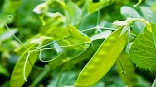 食物|对眼睛最好的3种食物,比猪肝还有效!早吃早受益