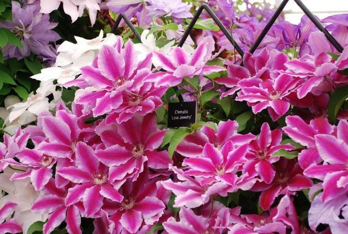 开花量大的几款花卉，开花勤爱爆盆，一年四季花开不停