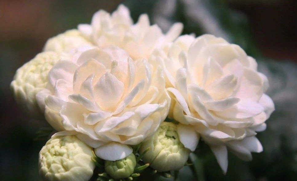茉莉花|茉莉中的极品，比栀子香10倍，庭院养一株，香飘满园，不种后悔