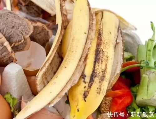 香蕉皮|香蕉皮,养花界的“春泥”,简单处理就能护花,添营养、省钱