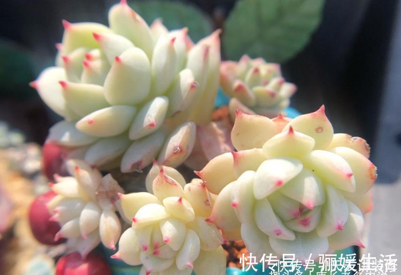 多肉底部的枯叶该摘掉吗?当然要摘,但有些品种的枯叶不能全摘