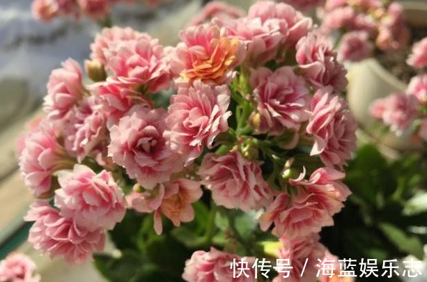 绿油油|长寿花不长还黄叶用3法急救,轻松解决,爆成大花球