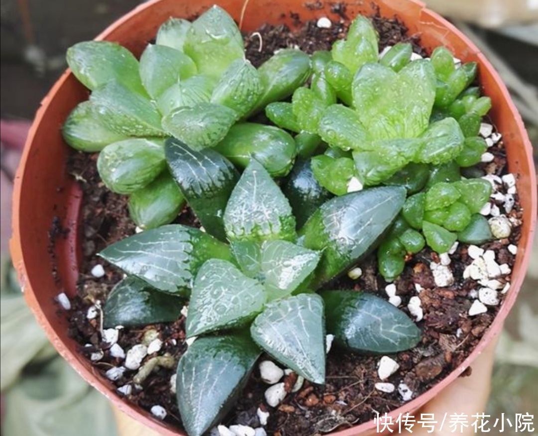 夏天|夏天多肉烂根?主要由三大原因造成,及时调整养护方法