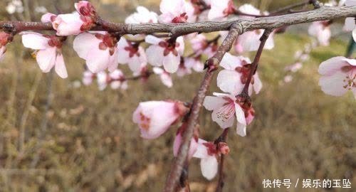 老年|赏心悦目！春天里的泾阳百花鲜