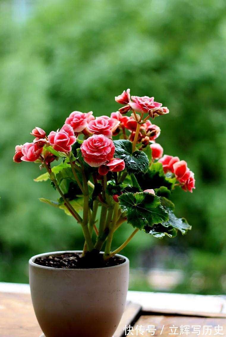 16种花被誉为冬日里的“开花机器”,喜欢就可以养起来,又美又香