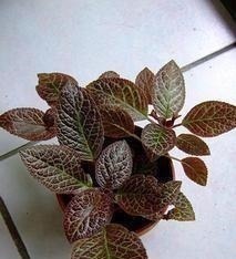 耐阴花|12种耐阴花,适合养在卫生间里,光不好也能呼呼长!