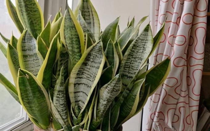 虎皮兰天冷不好养?错了,把控好这4点,谁都能养得爆盆