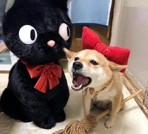 coser|柴犬“戏精”上身,各种COSPLAY神还原,柴犬:还有更难的吗?