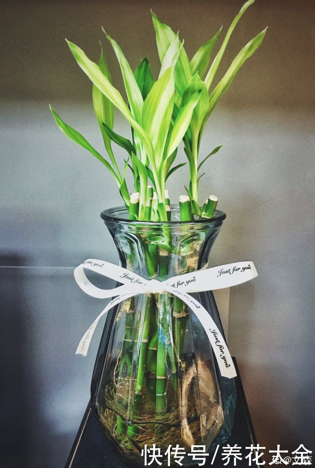 生根|6种花夏天扦插，枝条剁8段、撒土里，3岁小孩都能插活