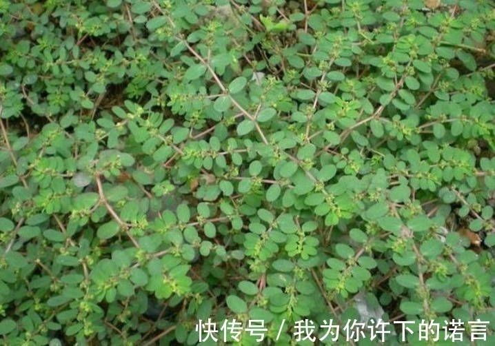红丝草|农村常见的奶草是“宝贝”,辨清不要与马齿苋混淆,误吃多了不好