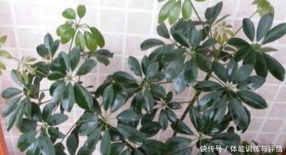 养花别再用自制肥,制作耗时还难闻,用上它养啥都爆满盆!