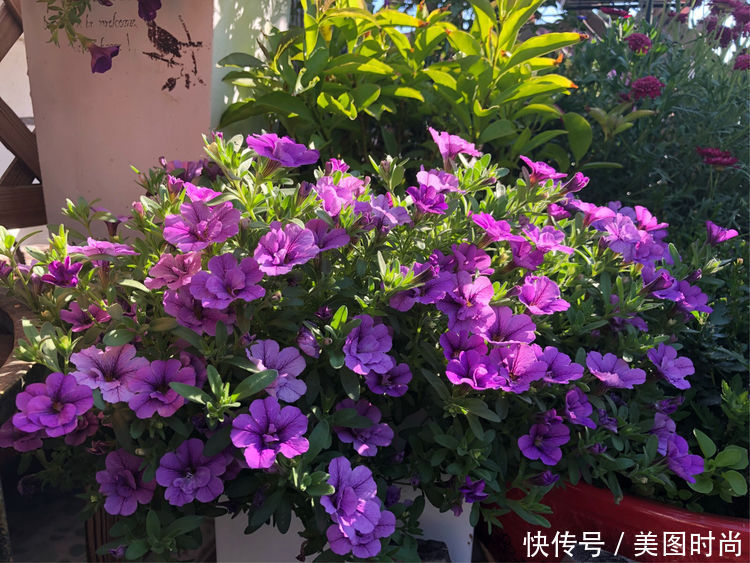 阳台|DIY改造17㎡屋顶花园,忙得不亦乐乎,在喧嚣城市打造一隅静谧