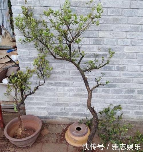 小野树|路边随手捡下“1野树”，虽不如老桩美观，但经修剪，也颇为高雅