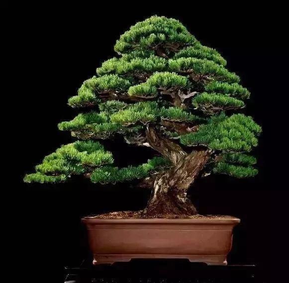 世界上最名贵的花,一盆就是一座房子!