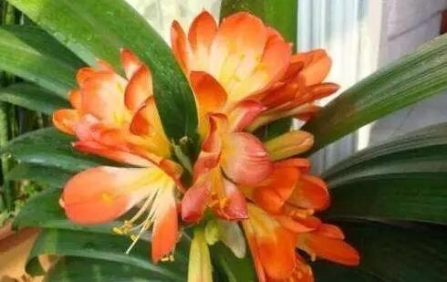 你用啤酒水、淘米水浇花快停下,正确方法没学会,浇1盆死1盆!