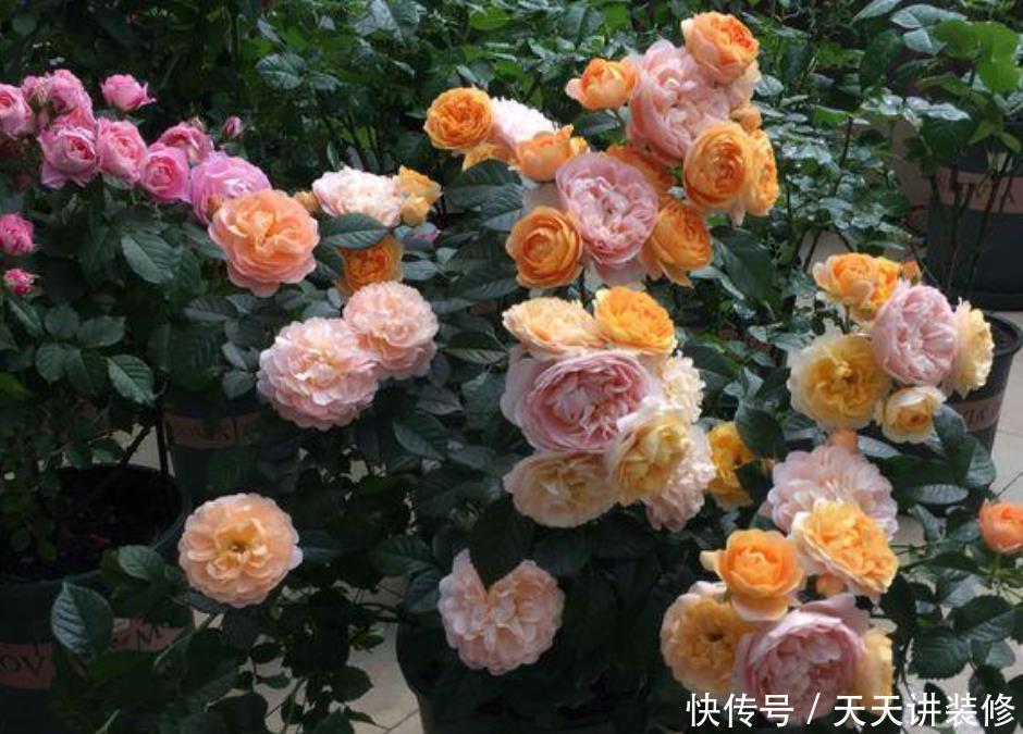 居家就养此款花卉，不闻不问，花开爆盆美如花，枝头窜满花苞，美