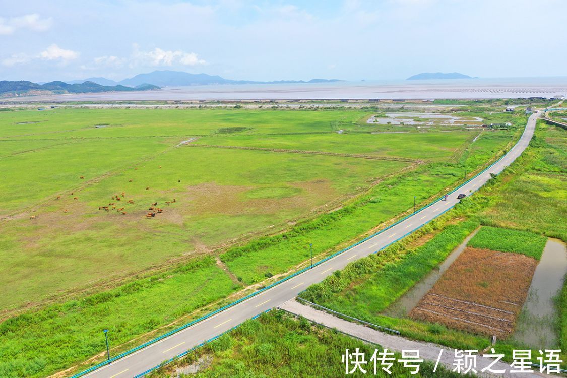 大目湾|象山有片芦苇荡，围涂工程的杰作，芦苇荡里好钓鱼