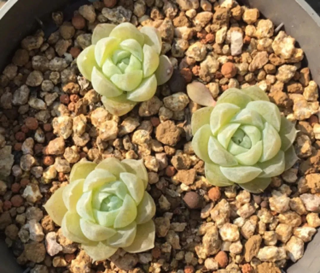 橙梦露|自从养了这8种多肉,我就没出过门,太“毒”了