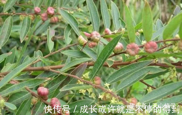小女生们|乡下有种野果,与南瓜极为相似,却不能食用,用其治牙痛有奇效