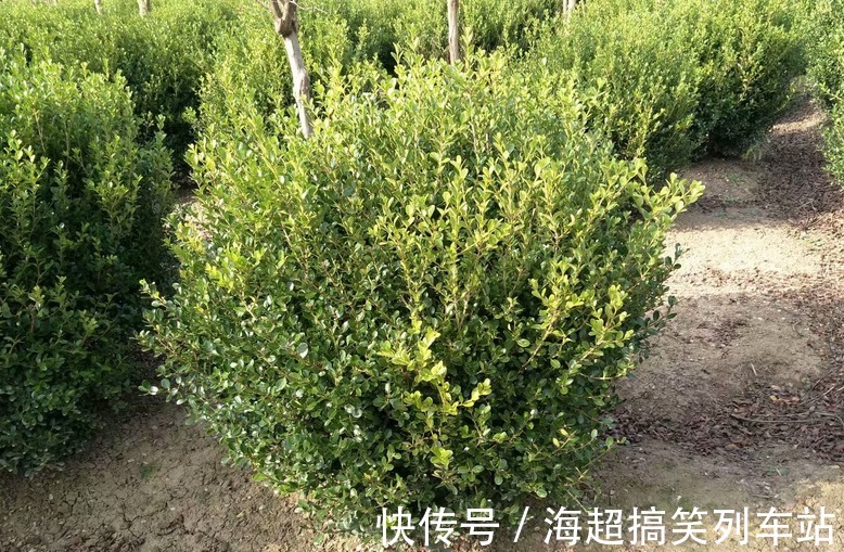 制成盆景的瓜子黄杨，搁家里能显主人品味、身份，该怎么养护？